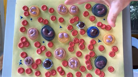 Blood Cells Model Video Youtube