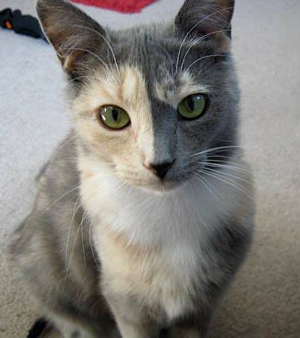 You Won’t Believe These 15 Amazing Coat Colors & Markings! | Pretty