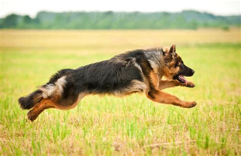 Dog Breeds Of The American Kennel Club Herding Group Pets