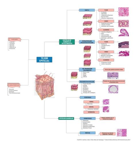 Arriba Imagen Mapa Mental De Tejido Epitelial Abzlocal Mx
