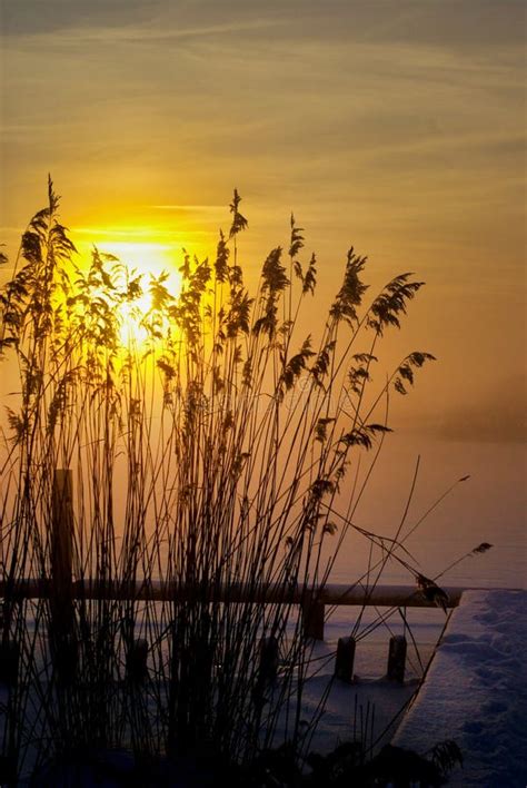 Reed In The Sunset With A Nice Yellow Color Stock Photo Image Of