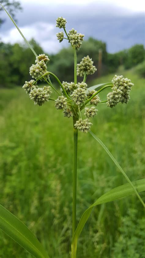 Dark Green Bulrush Scirpus Atrovirens Heartland Seed Of Missouri Llc