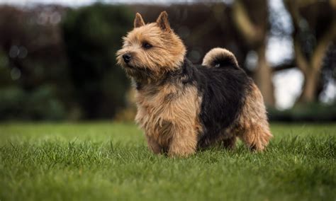 It is a pert, independent, amusing. Officers & Committee - Norwich Terrier Club