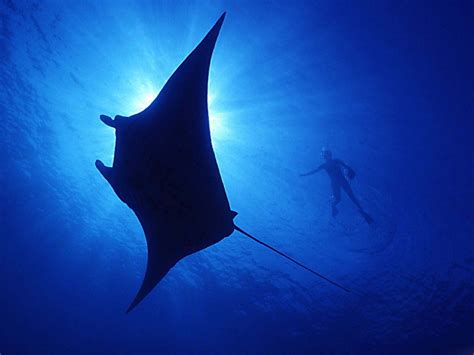 Animals Silhouettes Sunlight Underwater Manta Ray Wallpapers Hd