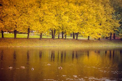 A Sad Autumn Park In Cloudy Weather Stock Photo Image Of Branch