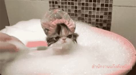 Esta Gatinha Está Tomando Banho Enquanto Usa Uma Touca Gatos