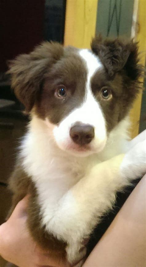 Border Collie Puppy 11 Weeks Old Fully Vaccinated Peterlee County Durham Pets4homes