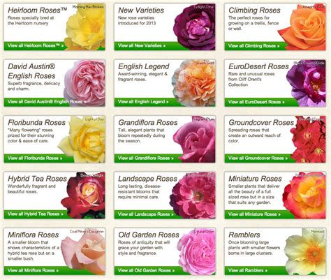Type Of Roses Rose Varieties Planting Roses Types Of Roses
