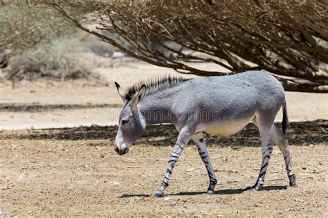 Somali Wild Donkey Equus Africanus Inhabits Nature Reserve Near Eilat