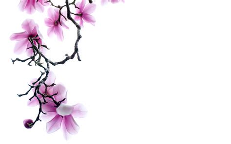 Light pink and white flower background. Free Flower Wallpaper White Background Hd Branch Of ...