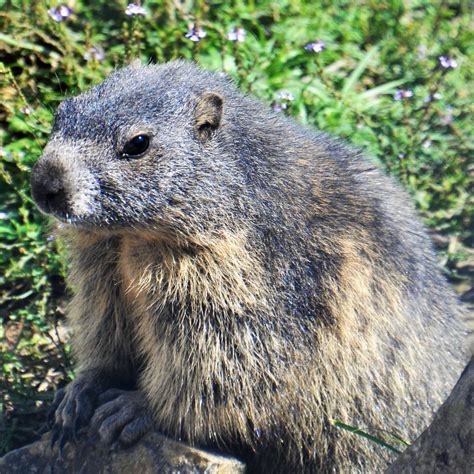 Euro 242.518.100,00 interamente versato ufficio del. Schweizer Murmeltier Foto & Bild | natur Bilder auf ...