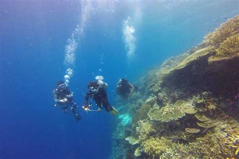 Scuba Diving In Japan 8 Fun Places To Try This Adventure