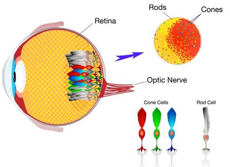 Red Green Color Blindness Treatment By Iris Medium