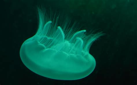 Jellyfish Seattle Aquarium Seattle Washington Dustin Holmes Flickr