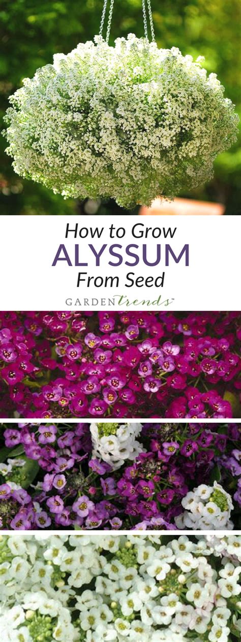 How To Grow Alyssum From Seed The Low Growing Mounded Habit Of