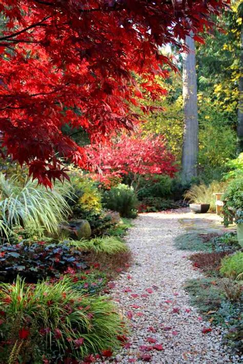 Der japanische ahorn eignet sich sehr gut für das einpflanzen im. Japanischer Ahorn im Garten - 50 Gestaltungsideen