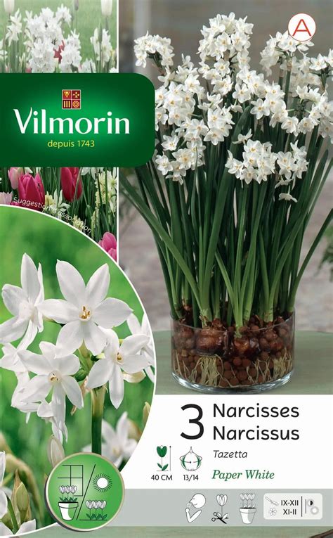 3 Bulbe Florale Narcissus Blanc Leroy Merlin