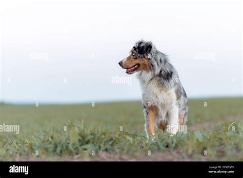Dog Australian Shepherd Blue Merle Standing Infront Of White Backround