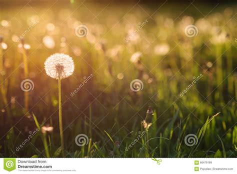 Green Summer Meadow With Dandelions At Sunset Nature Background Stock