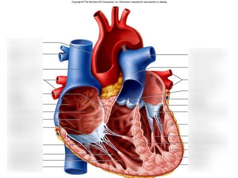 Internal Heart Anatomy Diagram Quizlet