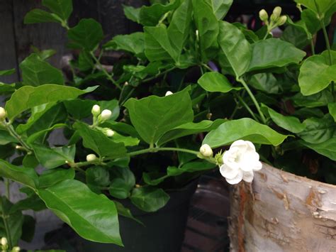 Some White Flowers And Green Leaves In A Pot