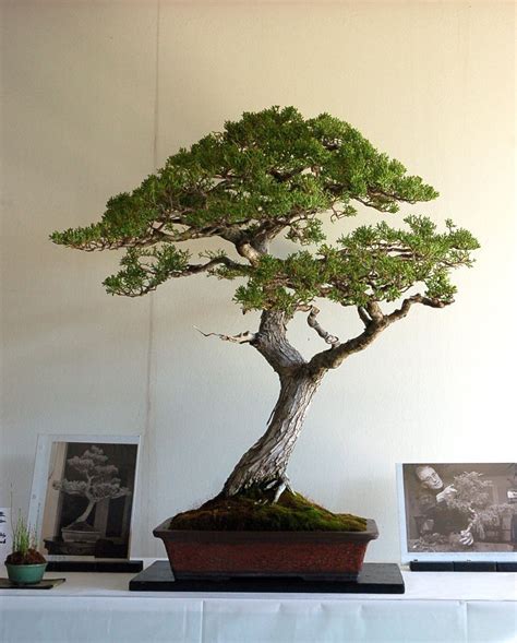 Cypress bonsai tree euro cypress cypress plant cypress ball cypress pine cypress ellwoodii lemon cypress bald cypress winter cypress tree flower lawson cypress tree miniature. Possible to force new growth in Monterey Cypress Tree ...