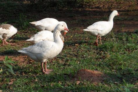 161,567 likes · 54 talking about this. Ein Paradies für Tiere | Mein Paraguay