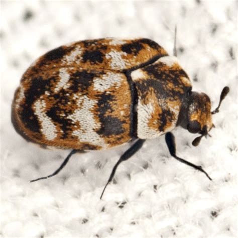 Varied Carpet Beetle Bugguide Carpet Vidalondon