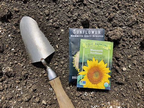When To Plant Sunflower Seeds For A Blooming Summer 🌞 🌻 Getting It Right