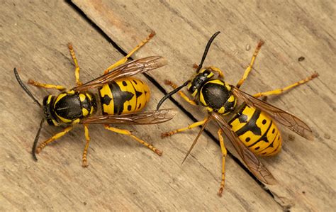 How To Identify Yellow Jackets Yellow Jacket Faqs