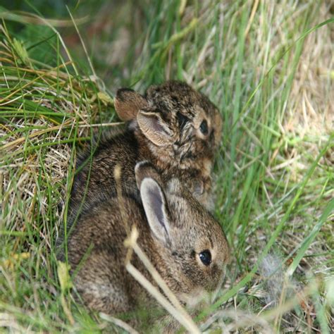 How To Care For A Wild Rabbit Nest 5 Steps With Pictures Wild
