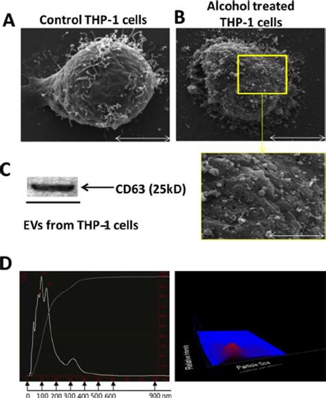 Characterization Of Evs From Thp 1 Human Monocytes In Human Monocytic