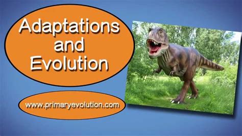 Adaptations And Evolution Youtube