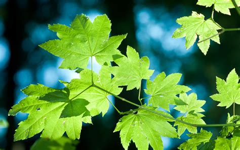 1920x1080 Resolution Green Leafed Tree Hd Wallpaper Wallpaper Flare