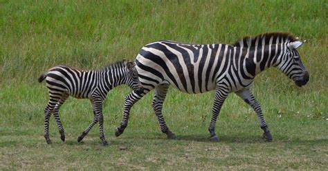 Baby zebra now roaming Binder Park Zoo