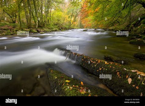 River Barle And Golden Autumn Foliage Knaplock Wood Exmoor National