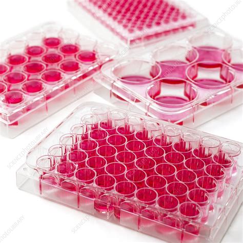Cell Culture Plates Stock Image F0078164 Science Photo Library