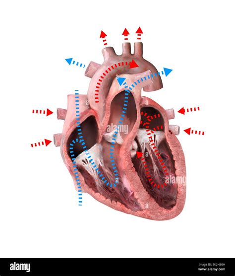 Anatomía Del Corazón Humano Diagrama Educativo Que Muestra El Flujo