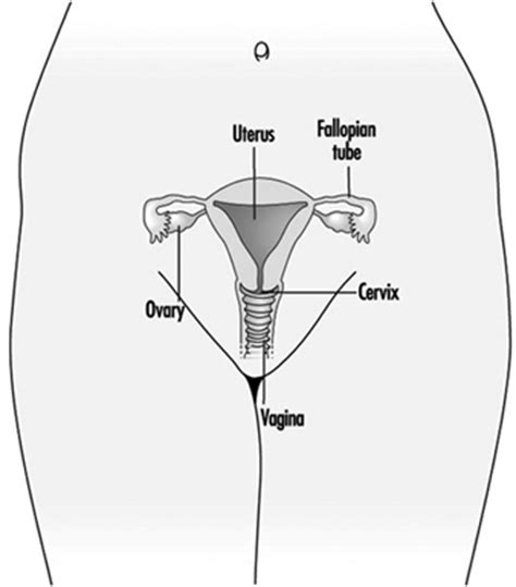 Female Parts Of The Reproductive System / Female Internal Organs Female ...