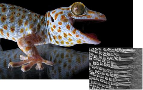 Geckos Sticky Secret Revealed Science Aaas