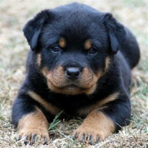 Pin By Kiki Huggins On Too Cute Rottweiler Puppies Rottweiler Puppies For Sale Rottweiler