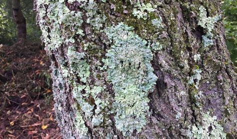 Is Lichen On Trees Harmful Independent Tree