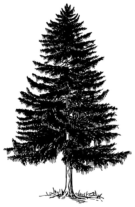 Evergreen Clipart 20 Free Cliparts Download Images On Clipground 2023