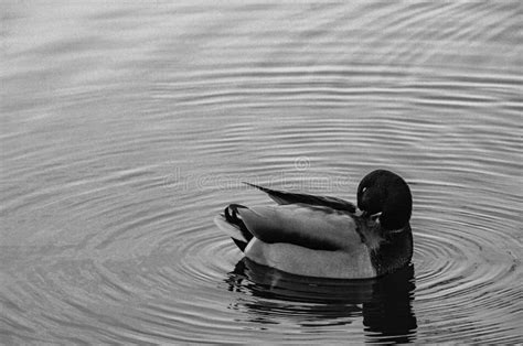 Duck Swimming In Lake Stock Image Image Of White Monochrome 244081807