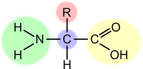 Structure Of Amino Acids