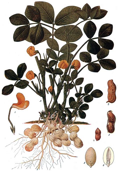 Filepeanut Plant Nsrw Wikimedia Commons