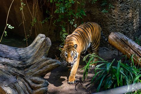 Research, compare and save listings, or contact sellers directly from 6266 vehicles in san diego. How to See the Huge San Diego Zoo In A Single Day ...