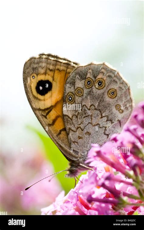 Wall Brown Butterfly Lasiommata Megera Stock Photo Alamy