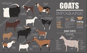 Goat Breeds And Size Pictorial Comparison The Goat Spot Your Goat