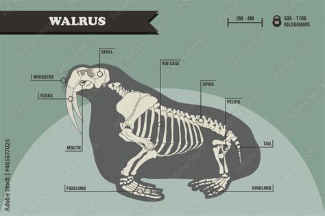 Anatomy Of The Walrus Walrus Skeleton Stock Vektorgrafik Adobe Stock